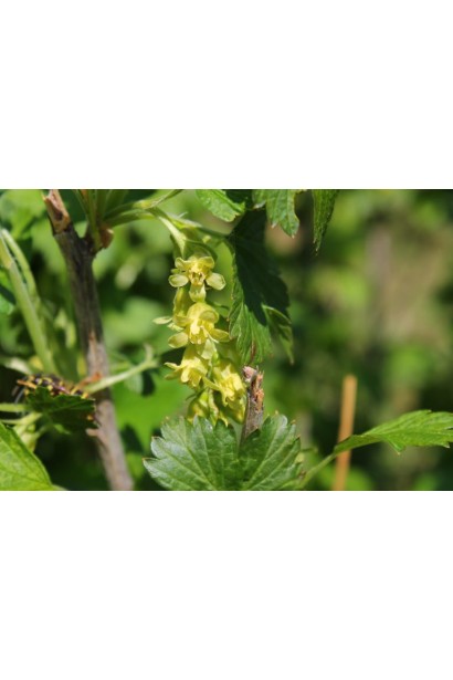 Цветение смородины Уайт Холландер